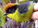 Bird 1