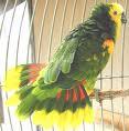 Bird 3