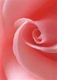 Pink Rose 8