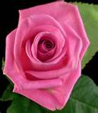 Pink Rose 5