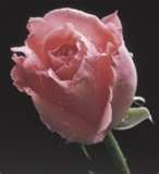 Pink Rose 6