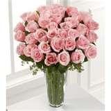 Pink Rose 1