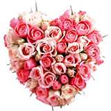 Pink Rose 10