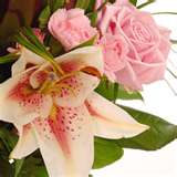 Pink Rose 13