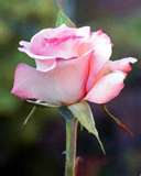 Pink Rose 9