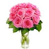 Pink Rose 3