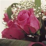 Pink Rose 4