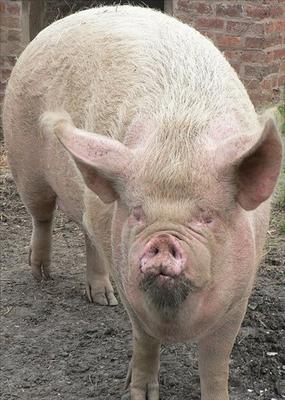 pig