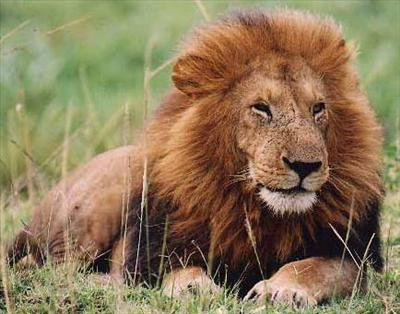 lion