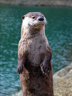 river otter