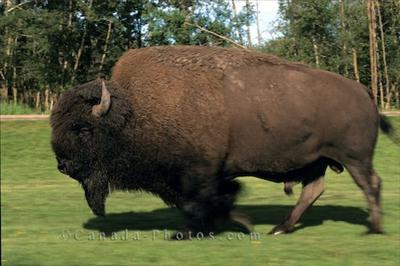 bison