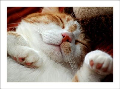 cat