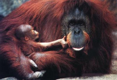 orangutan