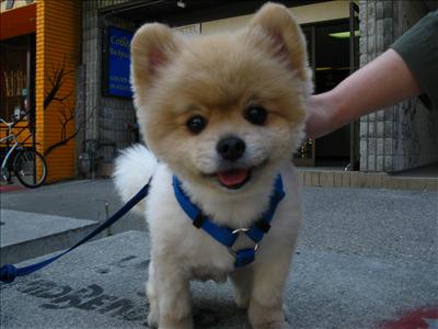 dog