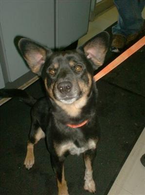 Kodie-Australian Shepherd/Beagle mix-Male-2 yrs-neutered- is obedient, well mannered & good in the house. Kodie is good w/ children, but not good w/ any other pets.
