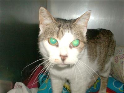Angel-Female-11 yrs-spayed- a mature female who is quiet, laid back & easy going. a real sweet angel who needs to grow old in a loving home, not at the Shelter. She is good w/ cats & good w/ children.