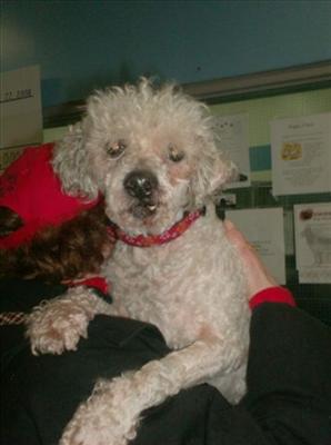 Elmo-Miniature Poodle-Male-10 yrs-neutered- He loves to be loved, great w/ all people. wants to be top dog w/ dogs, but not aggressive, but needs to work on some house manners. Elmo is from Toronto where his days were done.
