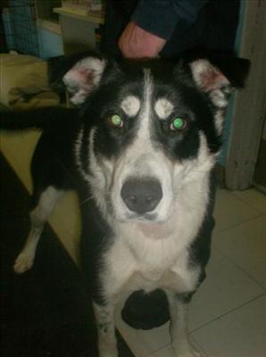 Holly-Huskey/Border Collie mix-Female-1 yr-fully vaccinated, spayed- good w/ dogs & cats. Good w/ older children.