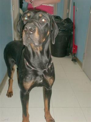 Chief-Doberman/Mastiff mix-Male-2 yrs-neutered- afraid of men & loud noises. Only older children, screening process will apply - not good w/ cats or small dogs.