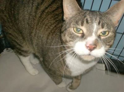 Ty-Tabby w/ White-Male-6 yrs- neutered- raised w/ cats & a dog, and liked it.  indoor only & loves all people