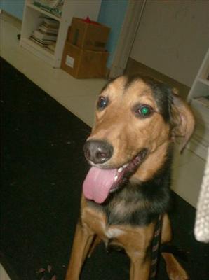 Hyde-Shepherd/Lab/Hound-Male-6 mos- a shy boy, who may have been mistreated - was picked up tossed out on the streets. He is good w/ cats & good w/ dogs - older children only & a dog experienced home. Hyde is smart, willing to please & needs some tra
