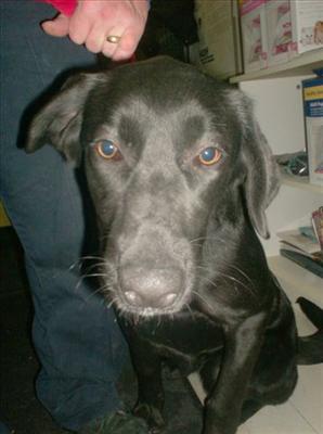 Noelle-Black Lab-Female-1 yr-spayed- She is food aggressive & won't share her food-older children only. Noelle is a stray from Durham where her days were done.