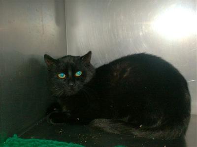 Ashley-Male-2 yrs- neutered- has been indoor & outdoor, but loves warmth inside. He is good w/ some cats & afraid of dogs, has been w/ older children.