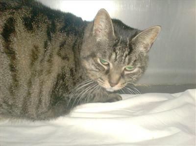 Sheeba-Brown Tabby-Female-7 yrs-spayed- She was left behind by her an owner in an apartment! She is good w/ cats & children, but a fraidy cat & prefers quiet. She loves to be a lap cat & will sit on the couch for hours.