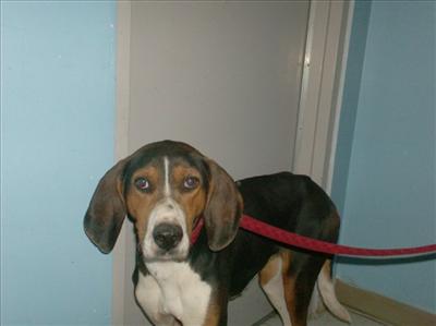 Belle was named for \"dashing through the snow\" on Christmas. This is the dog from the blog that ran for three weeks. Her name is now Belle, and she is at the Shelter, after not being reclaimed in Southampton. Belle is a two year old female, who now h