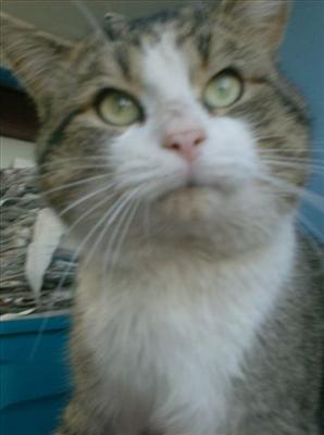 Ace-Male-3/4 yrs-neutered- a real lover of all people & other cats, but a little leary around dogs though not mean to them. loves his big cheeks rubbed & would love a home where they can be rubbed daily.
