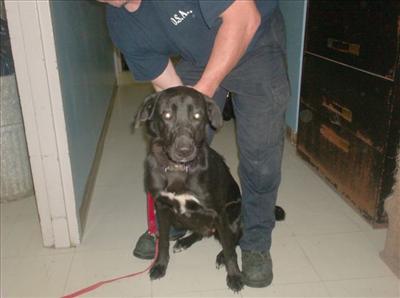 Chase- Shep/Lab mix-Female-3 yrs- spayed- she is cratetrained, needs to be crated/have company as she hates to be alone. good w/ dogs, but not good w/ cats, older children are best.