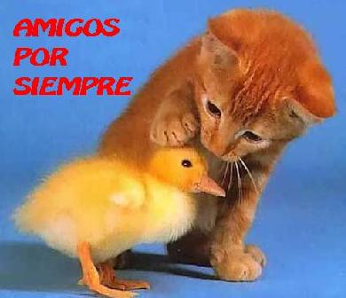 NUEVOS AMIGOS/AS