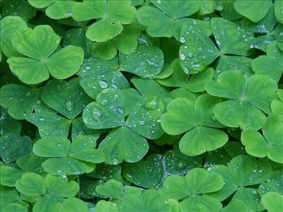 Green growing things