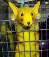 Pikachu animal