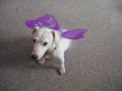 Dog Farie