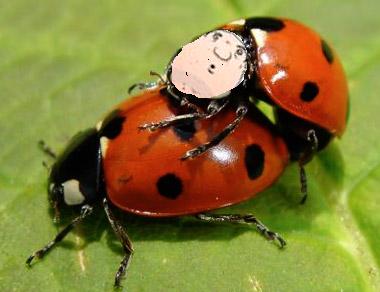 Coccibaldo