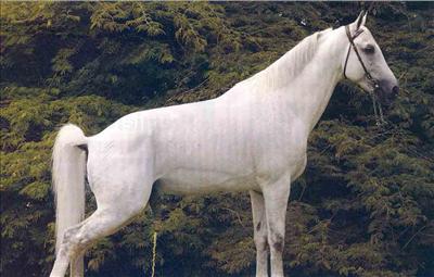 de l'urine de cheval