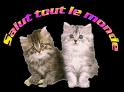 Salut