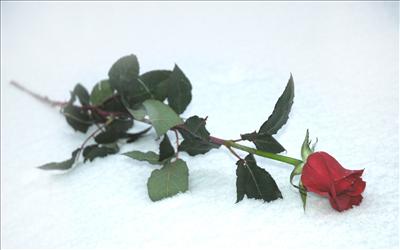 SINGLE ROSE