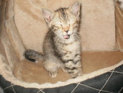 pepete