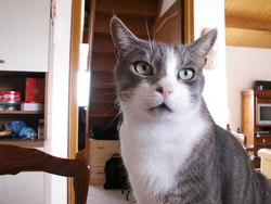 minou