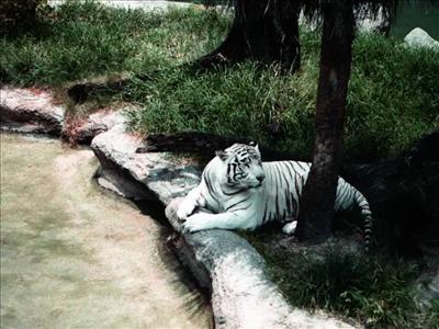 Salvaje