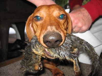 Road-Kill Chew Toy