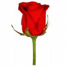 Red Rose