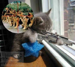 Kitty Gone Mad