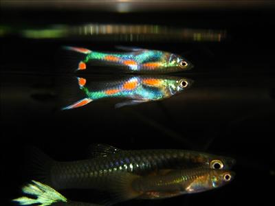 Endler