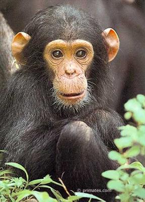 petit singe