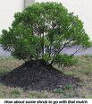 shrub