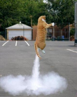 rocket cat