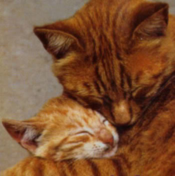 hug cat